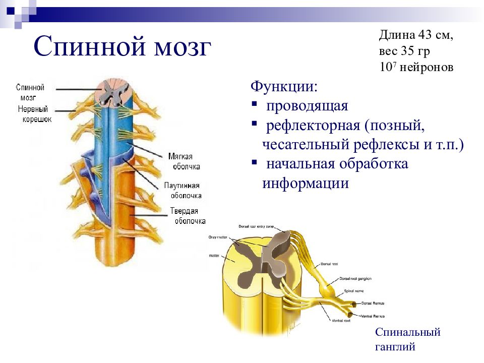 Строение спинного нерва. Строение нервной системы человека спинной мозг. Внешнее строение спинного мозга анатомия. Строение и функции спинного мозга 8. Спинной мозг 8 класс биология.