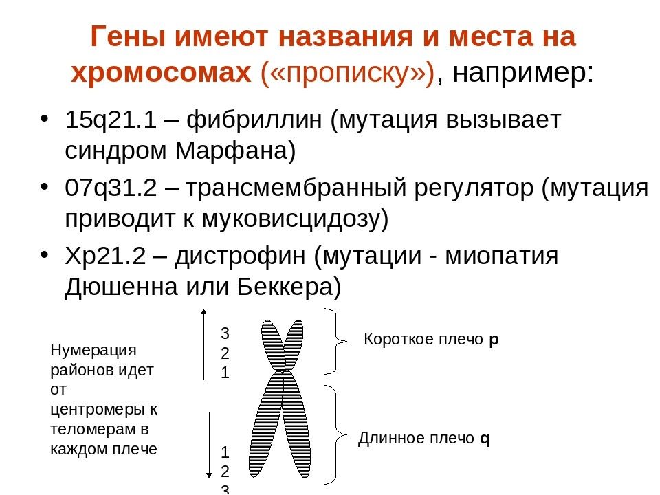 Современное представление о гене схема