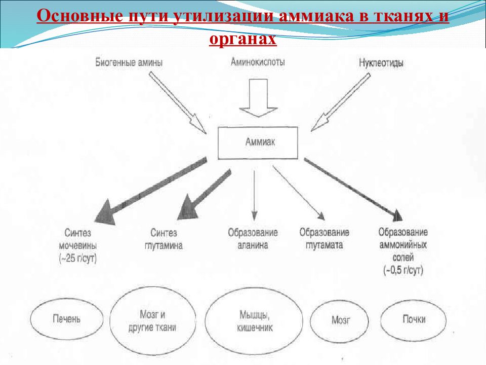 Схема основные этапы метаболизма аммиака в организме