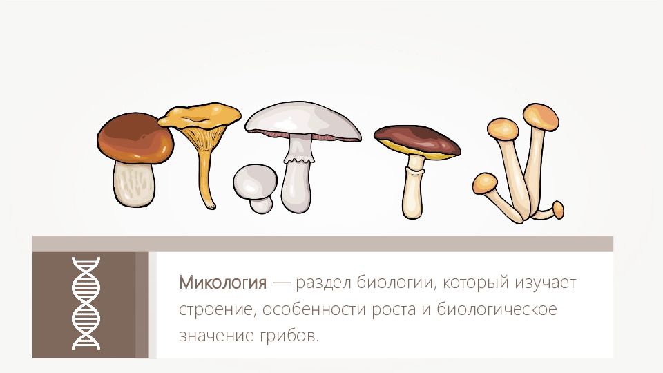 Микология это. Микология это наука. Микология это в биологии. Микология строение. Наука о грибах называется.