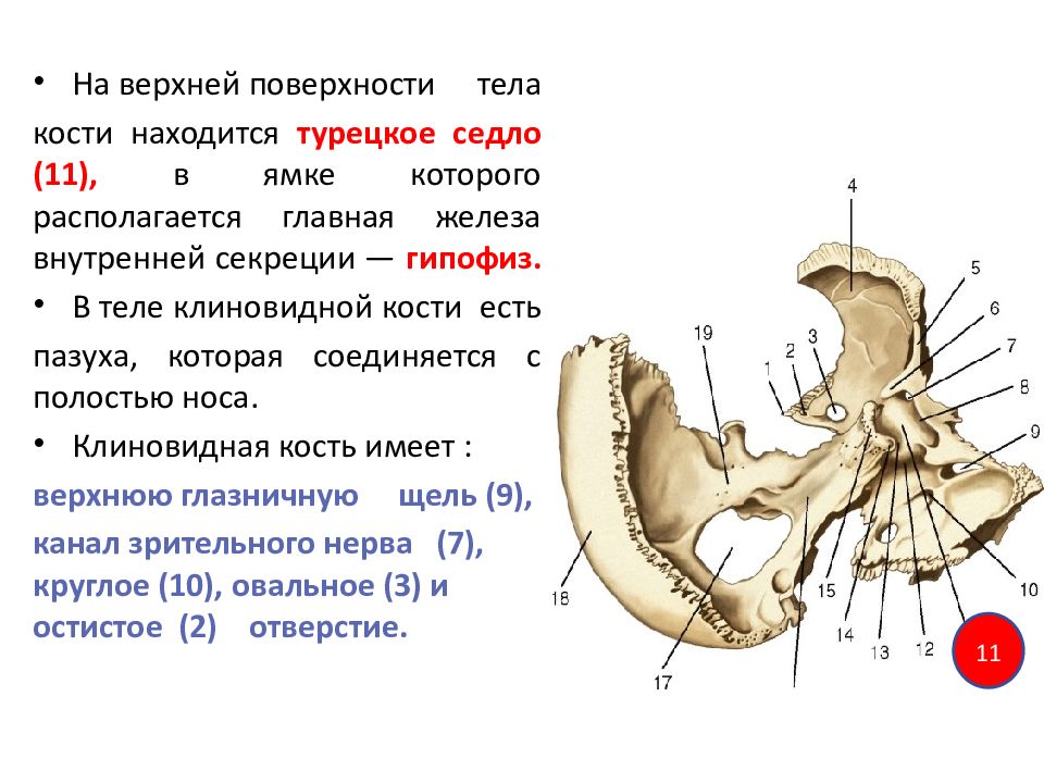 Неподвижная кость черепа. Клиновидная кость Синельников. Турецкое седло клиновидной кости черепа. Бугорок седла клиновидной кости. Клиновидная кость черепа.