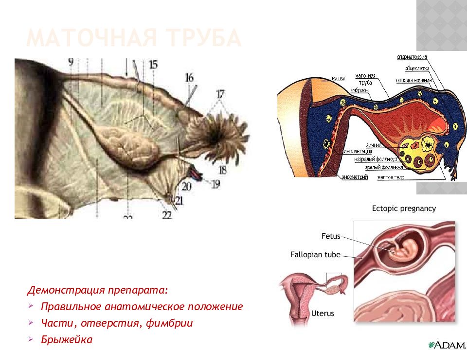 Презентация женская половая система