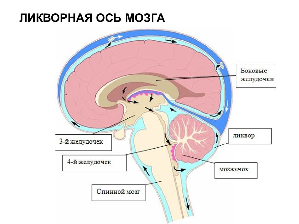 Движение ликвора в головном мозге схема