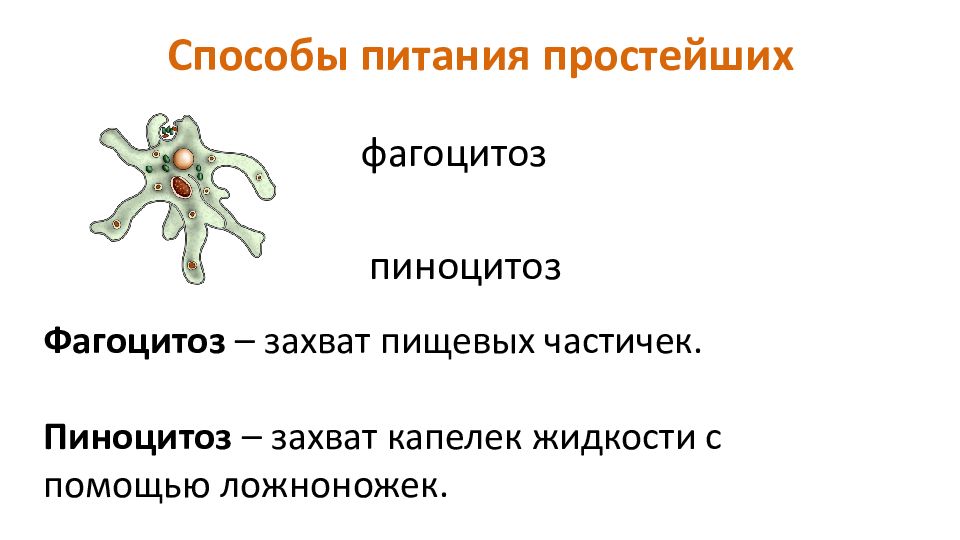 Какой способ питания. Способы питания простейших. Общая характеристика одноклеточных. Общая характеристика одноклеточных животных. Как питаются простейшие.