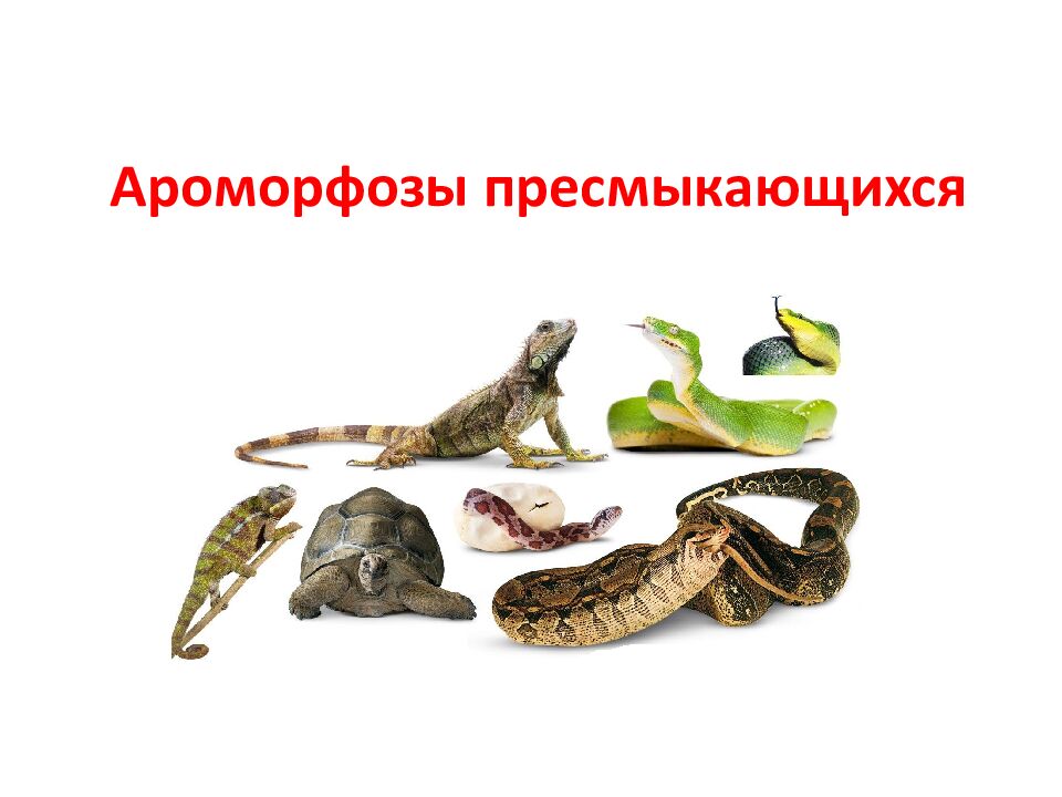 Ароморфозы пресмыкающихся