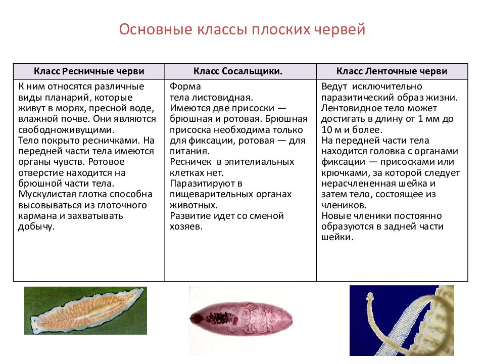 Установите соответствие между признаками животных. Биология 7 класс общая характеристика червей тип плоские черви. Сравнительная характеристика типов червей. Таблица по многообразию плоских червей. Установите соответствие тип червей плоские.