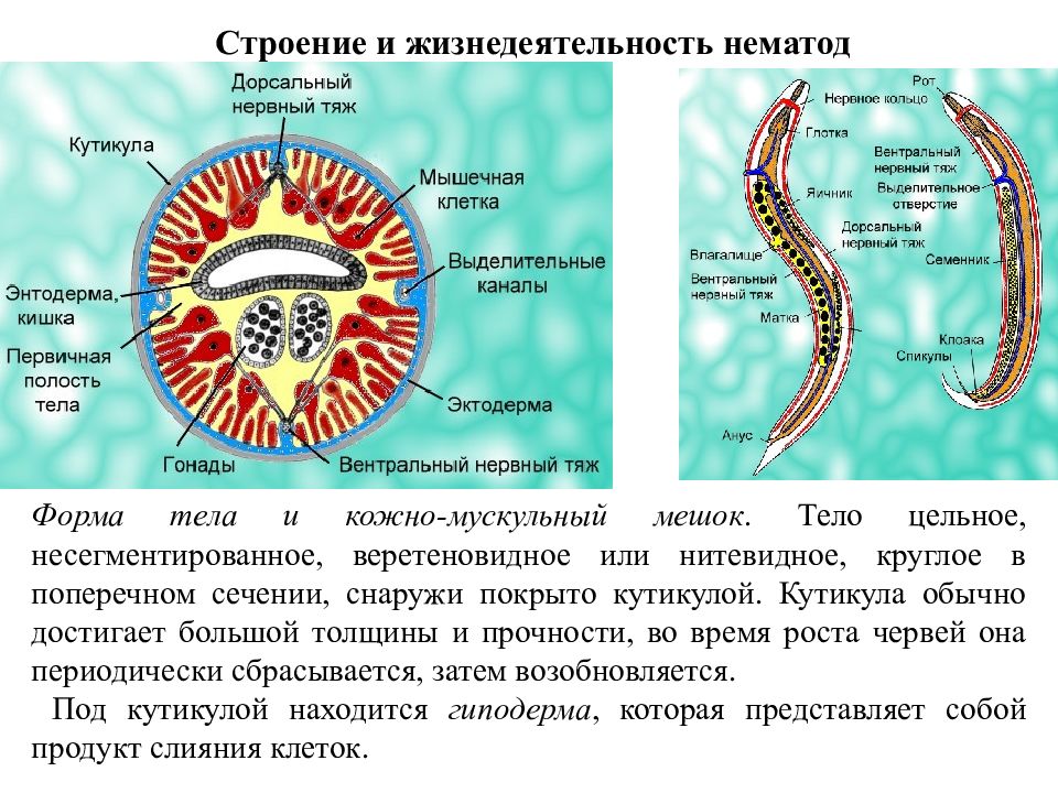 Тело червей разделено на. Кожно-мускульный мешок у круглых червей. Круглые черви общая характеристика. У круглых червей тело разделено на сегменты. Кольчатые черви кожно-мускульный мешок.