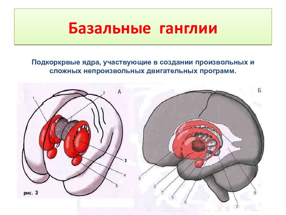 Базальные ядра рисунок