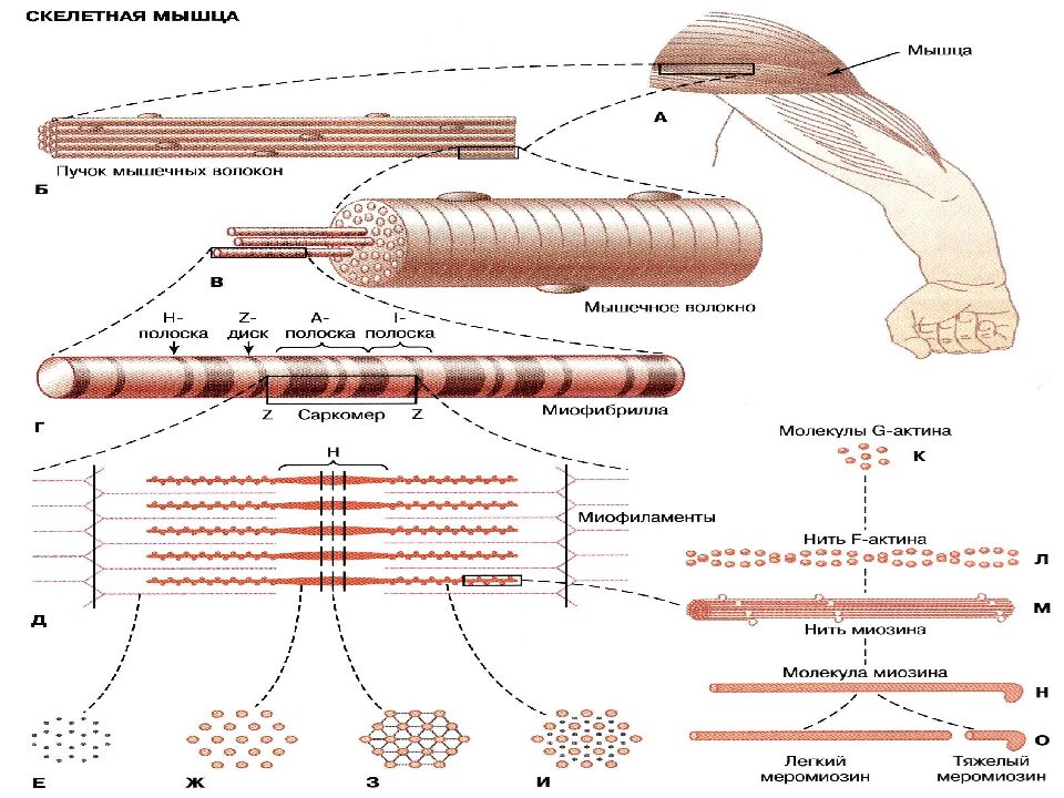 Скелетные мышцы система. Сокращение скелетных мышц физиология. Строение скелетной мышцы физиология. Схема сокращения скелетной мышцы. Структуры скелетного мышечного волокна физиология.