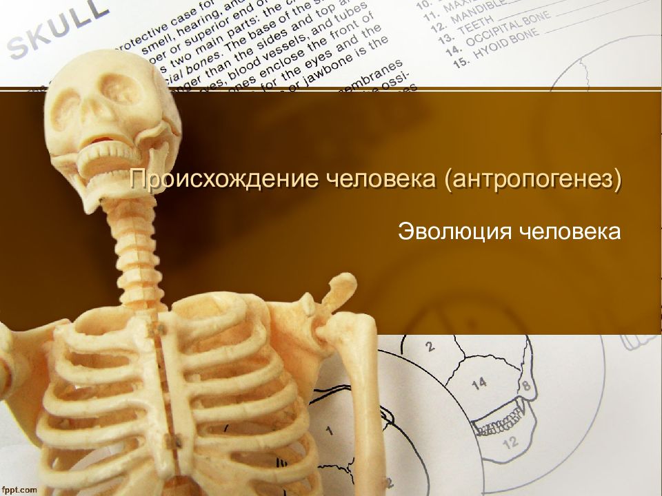 Происхождение человека (антропогенез)
