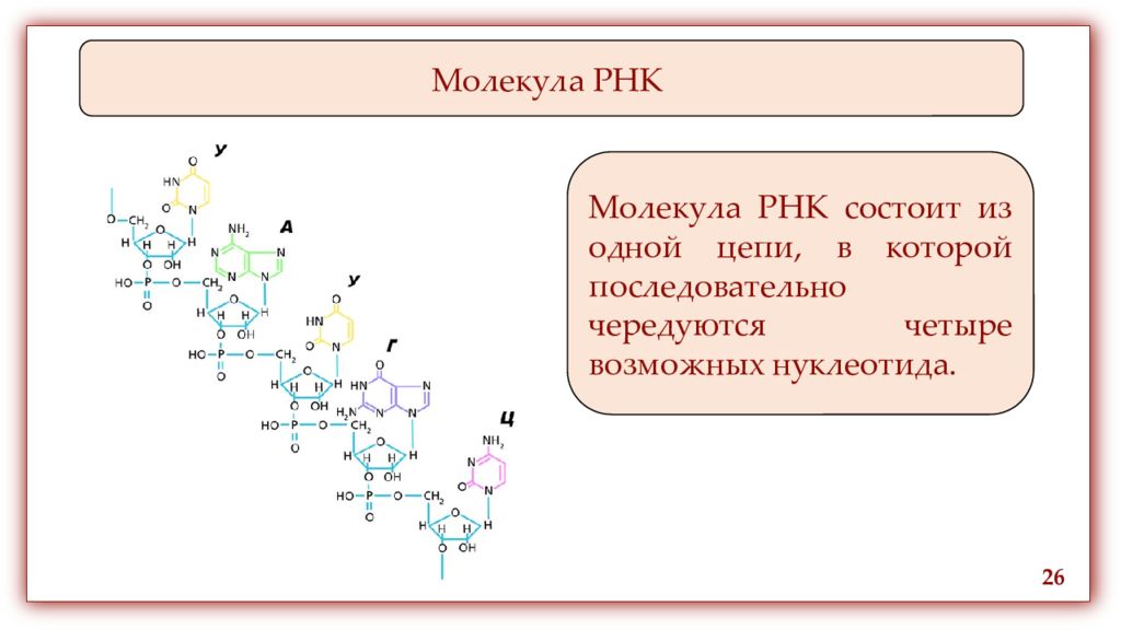 Описание молекул рнк. Молекулярная структура РНК. Молекулярное строение РНК. Схема строения молекулы РНК. РНК структура молекулы РНК.