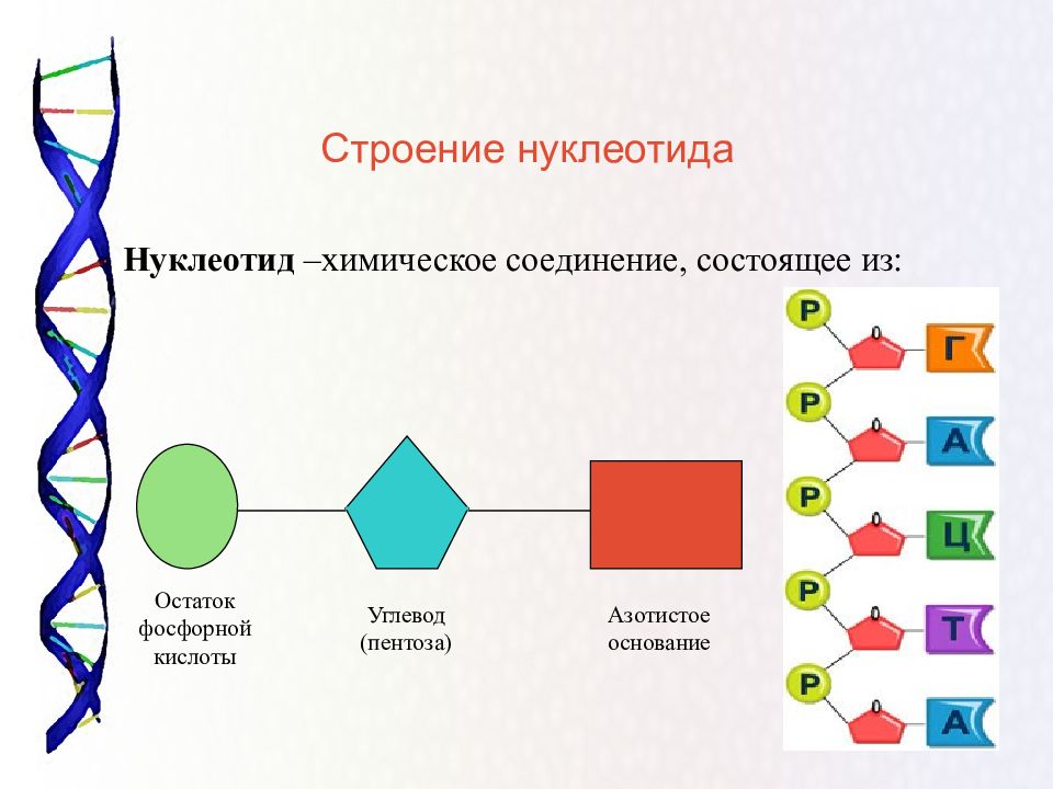 Нуклеиновые кислоты схема