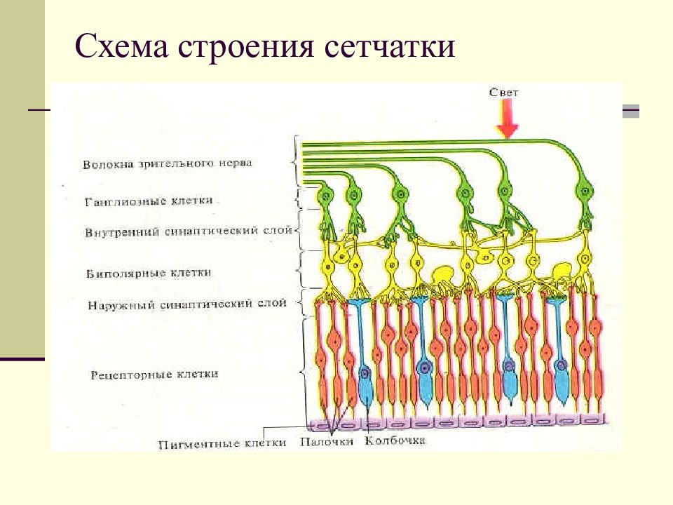 Строение сетчатки. Схема строения сетчатки. Строение рецепторного аппарата сетчатки. Слои сетчатки анатомия. Каково строение сетчатки.