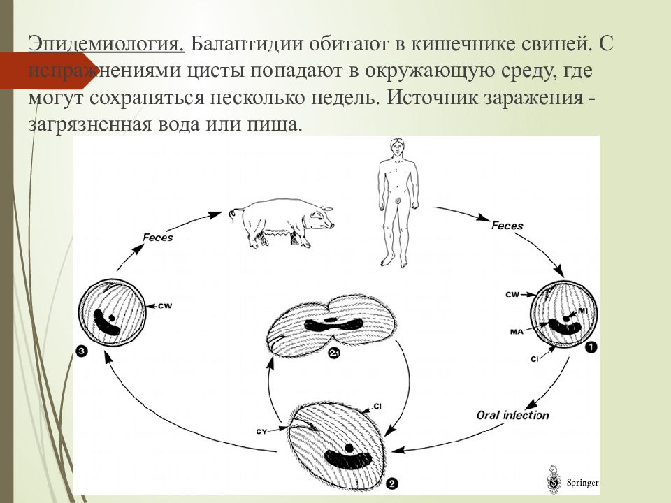 Инвазионная стадия при балантидиазе