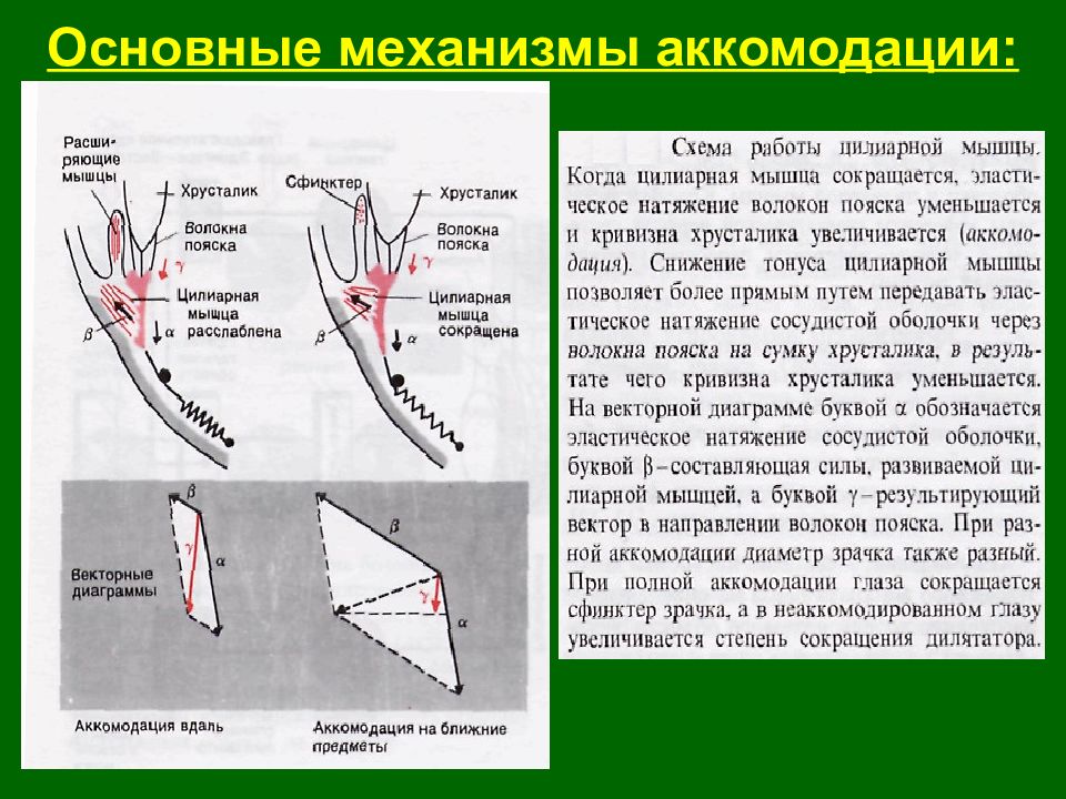 Механизм аккомодации презентация