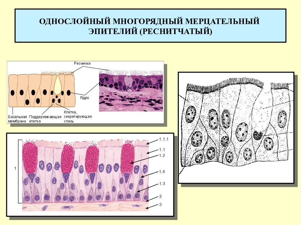 Мерцательный эпителий рисунок