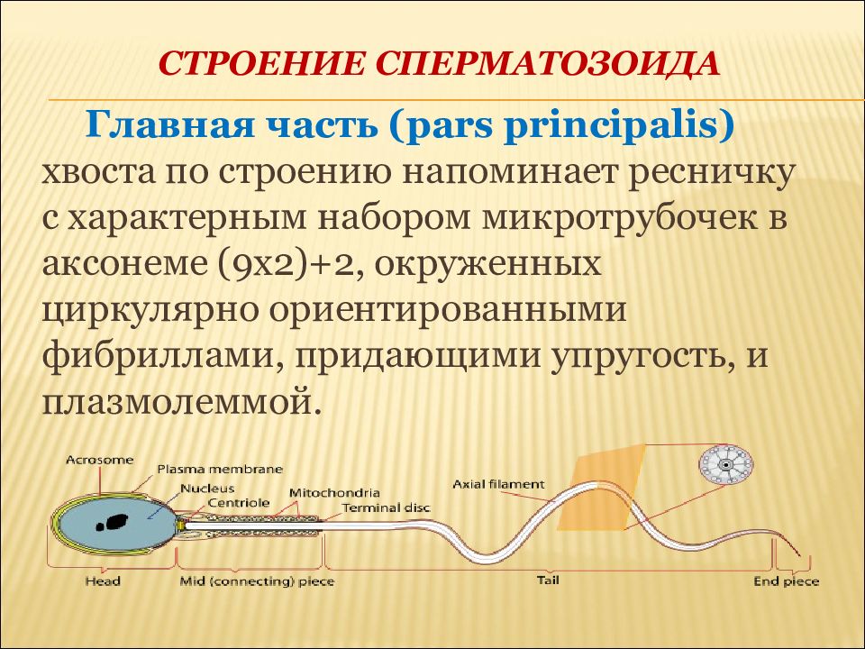 Строение сперматозоида. Главная часть сперматозоида. Строение спермия. Основные части сперматозоида. Особенности строения сперматозоида.