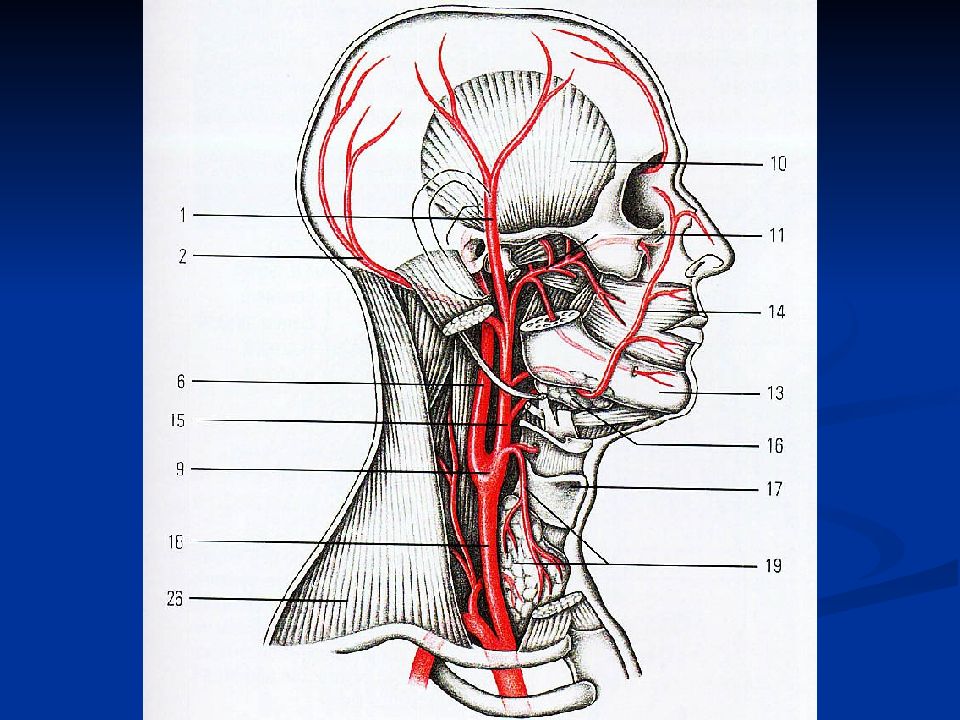 Сосуды головы и шеи схема