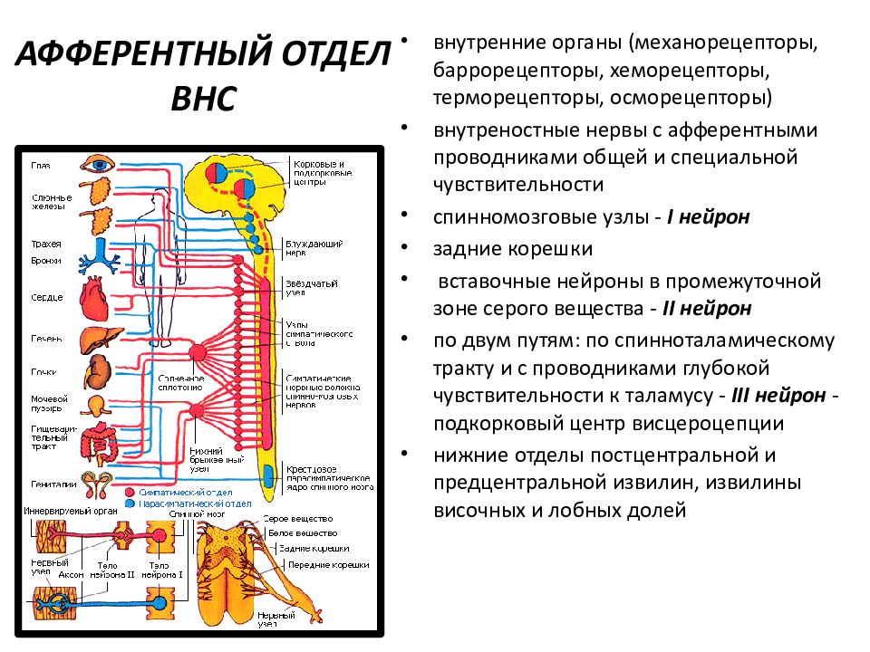 Презентация нервная система пименов