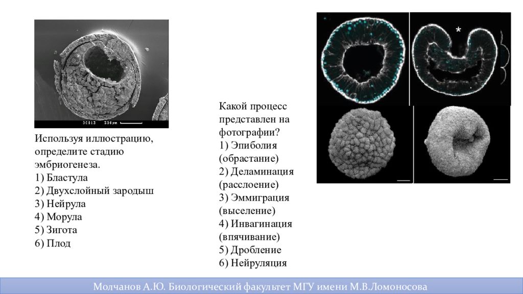 Эмбриология практикум