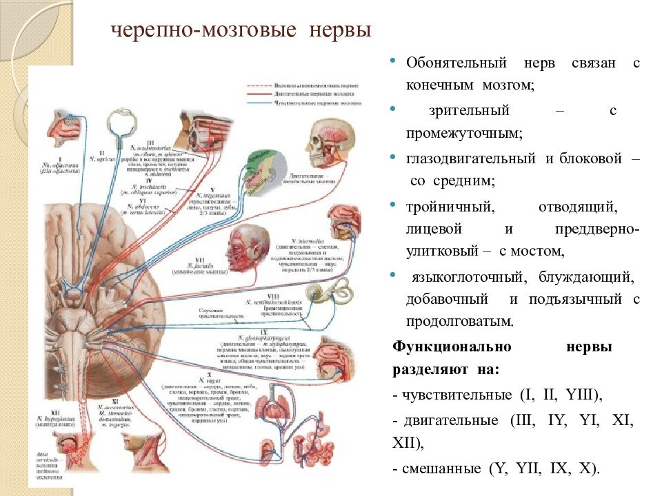 Черепные нервы таблица анатомия