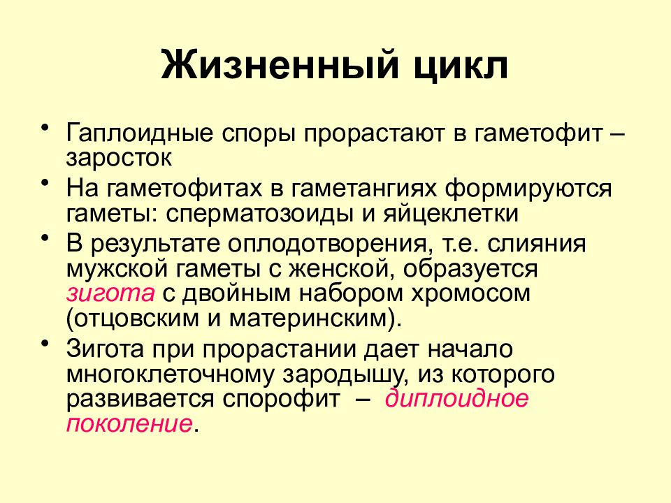 Цикл высшие. Гаплоидный гаметофит. Заросток гаплоидный или диплоидный. Гаплоидная спора. Гаплоидное поколение растений.