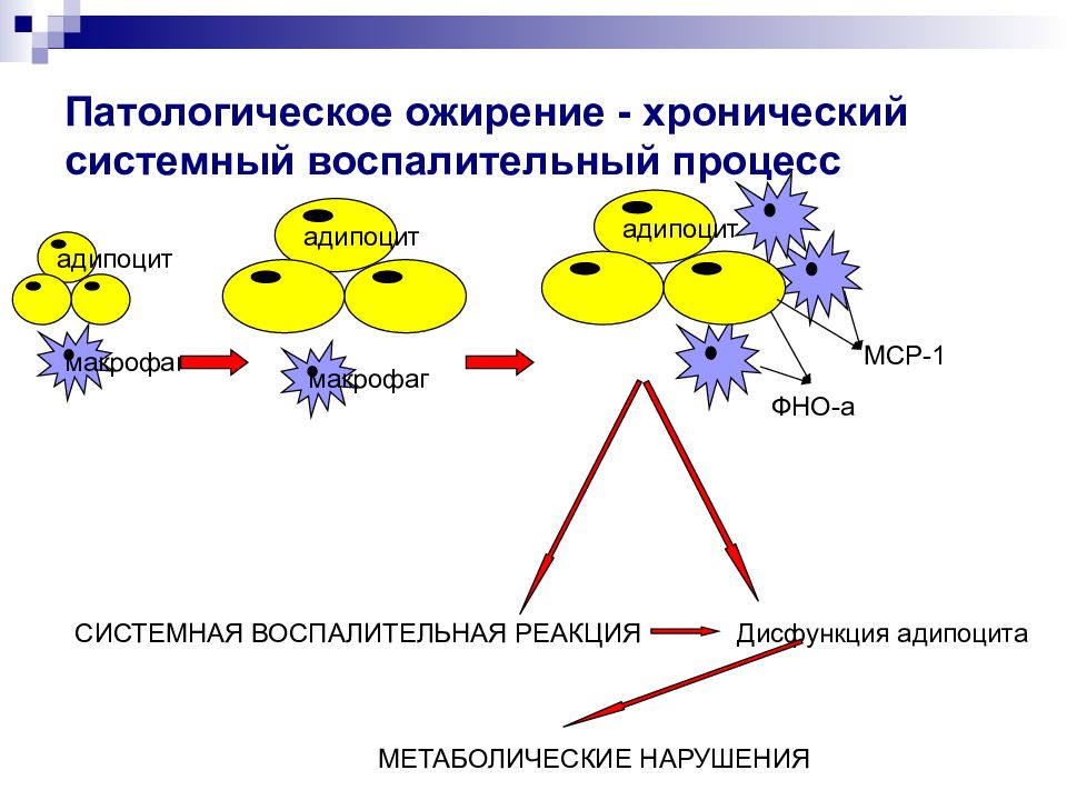 Ожирение презентация патфиз