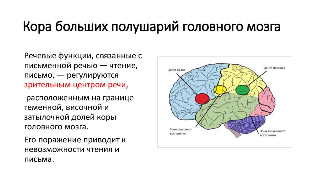 Центры мозговой коры. Функциональные зоны и доли коры головного мозга. Доли КБП головного мозга. Функции основных зон полушарий большого мозга доли функции. Лобной доле коры больших полушарий..