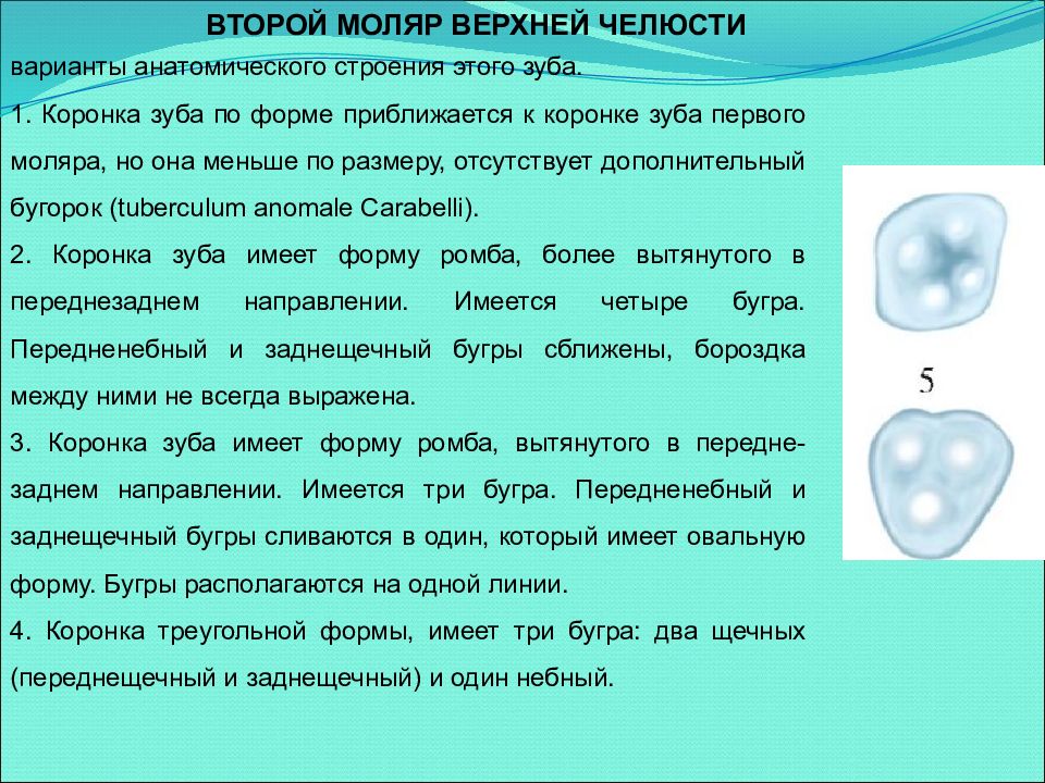 Первый моляр верхней челюсти бугры. Дополнительный бугорок имеется на моляре верхней челюсти. Добавочный бугорок в молярах.