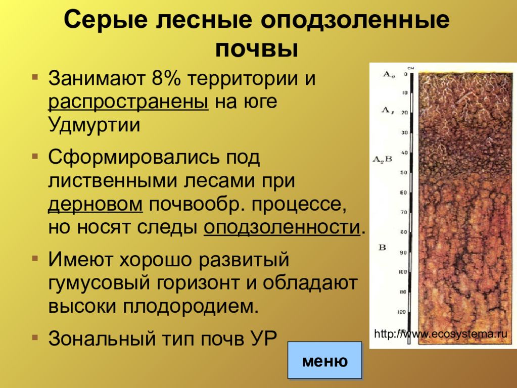 Условия образования серых почв. Гумусовый Горизонт серых лесных почв. Серая Лесная оподзоленная почва. Серые Лесные почвы разрез. Почвенный профиль серых лесных почв.