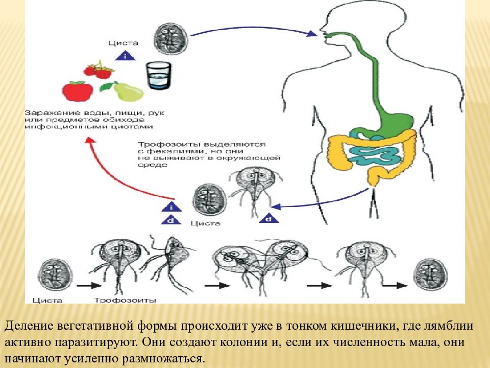 Схема жизненного цикла лямблии