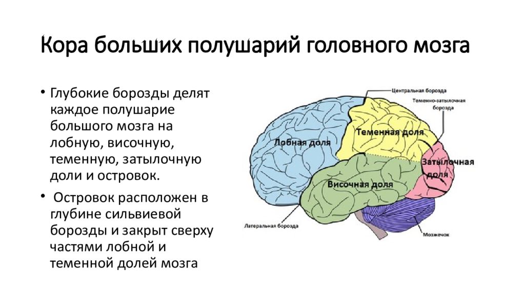 Доли переднего мозга функции. Функции основных зон полушарий большого мозга доли функции. Строение головного мозга доли коры. Функциональная характеристика коры головного мозга. Структура и функции коры головного мозга.