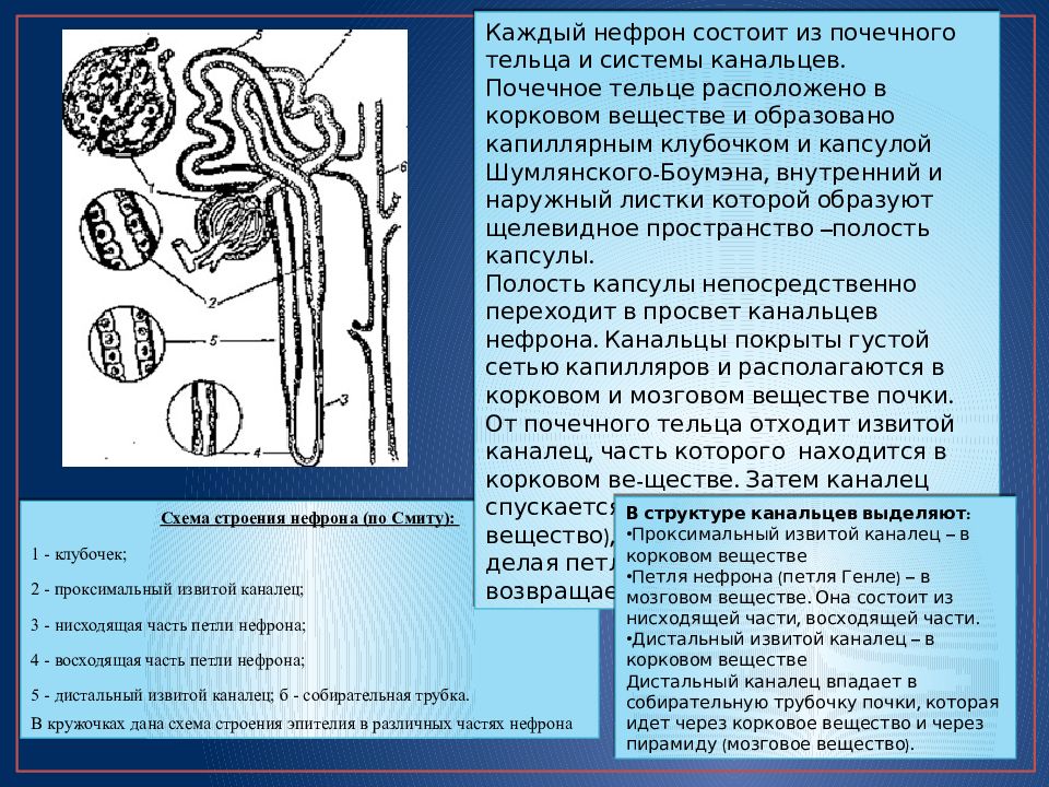 Почечное тельце состоит из. Эпителий проксимального канальца нефрона почки. Эпителий капсулы нефрона. Части почечного тельца нефрона. Отдел нефрона строение эпителия.