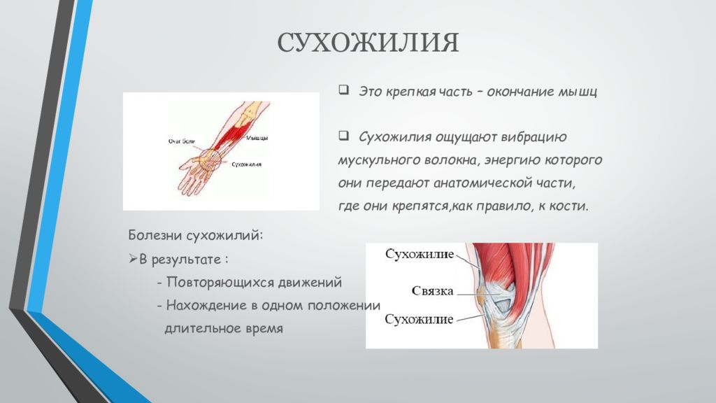 Сухожилия образованы из ткани. Мышцы и сухожилия. Характеристика сухожилий. Мышцы связки сухожилия.
