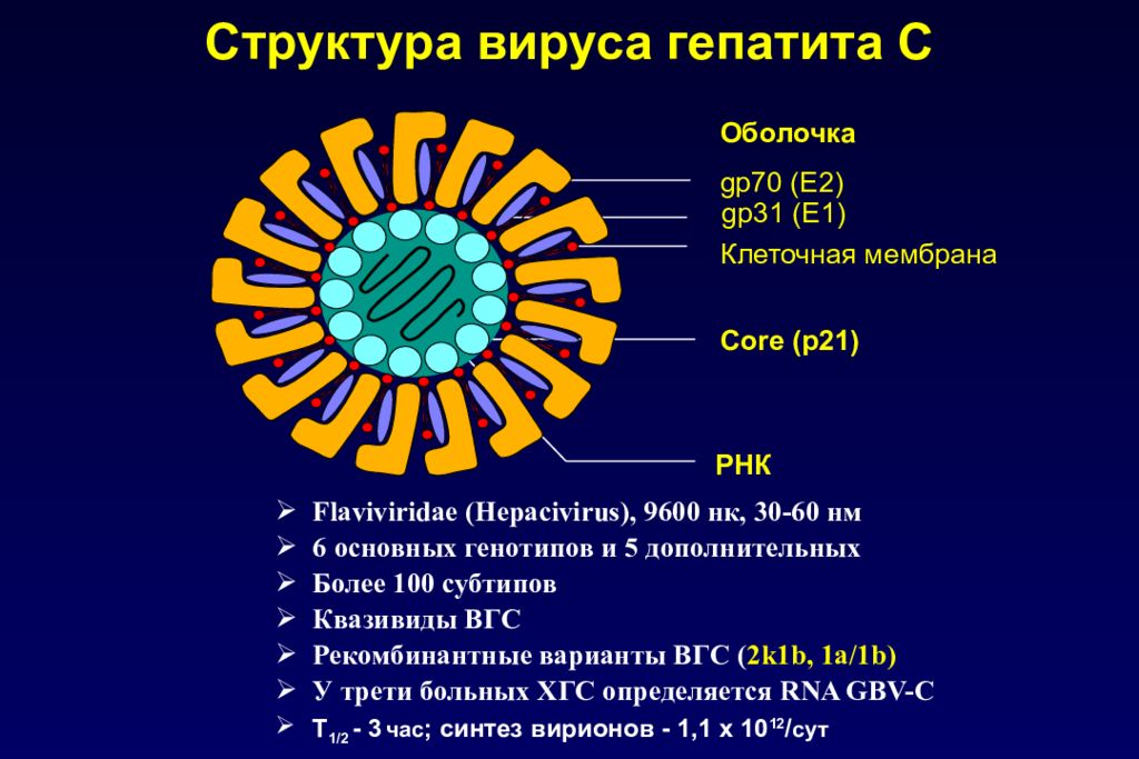 Сколько вирус гепатита. Вирус гепатита g строение. Строение вируса гепатита б. Строение вируса гепатита ц. Вирус гепатита б строение вируса.