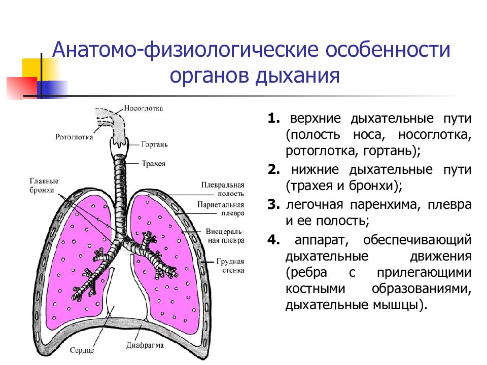 Краткие анатомо физиологические сведения об организме человека презентация