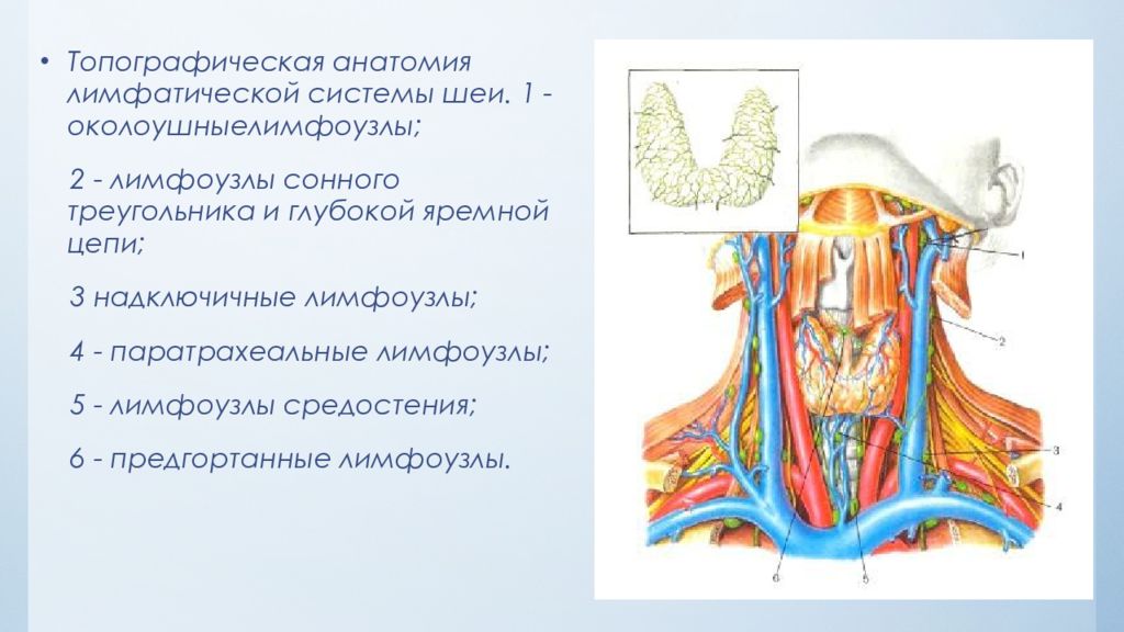 Группы лимфоузлов шеи схема