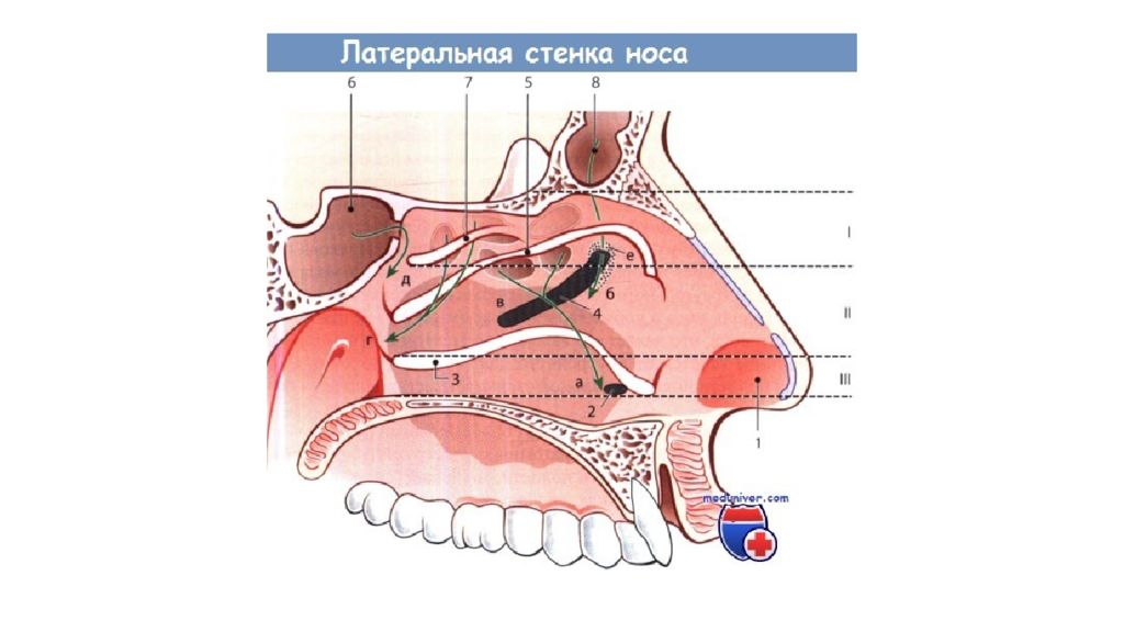 Строение носа и пазух в картинках у человека