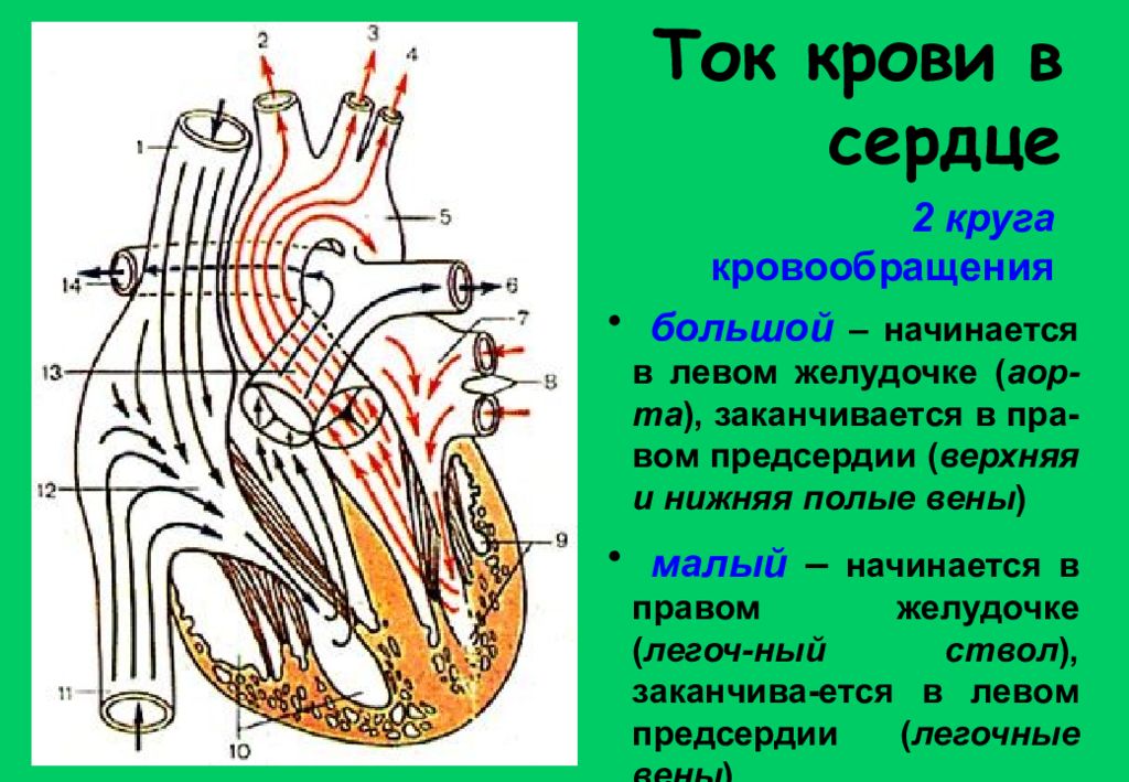 Обратный ток крови в венах. Ток крови в сердце схема. Направление потока крови в сердце. Строение сердца человека. Направление движения крови в сердце.