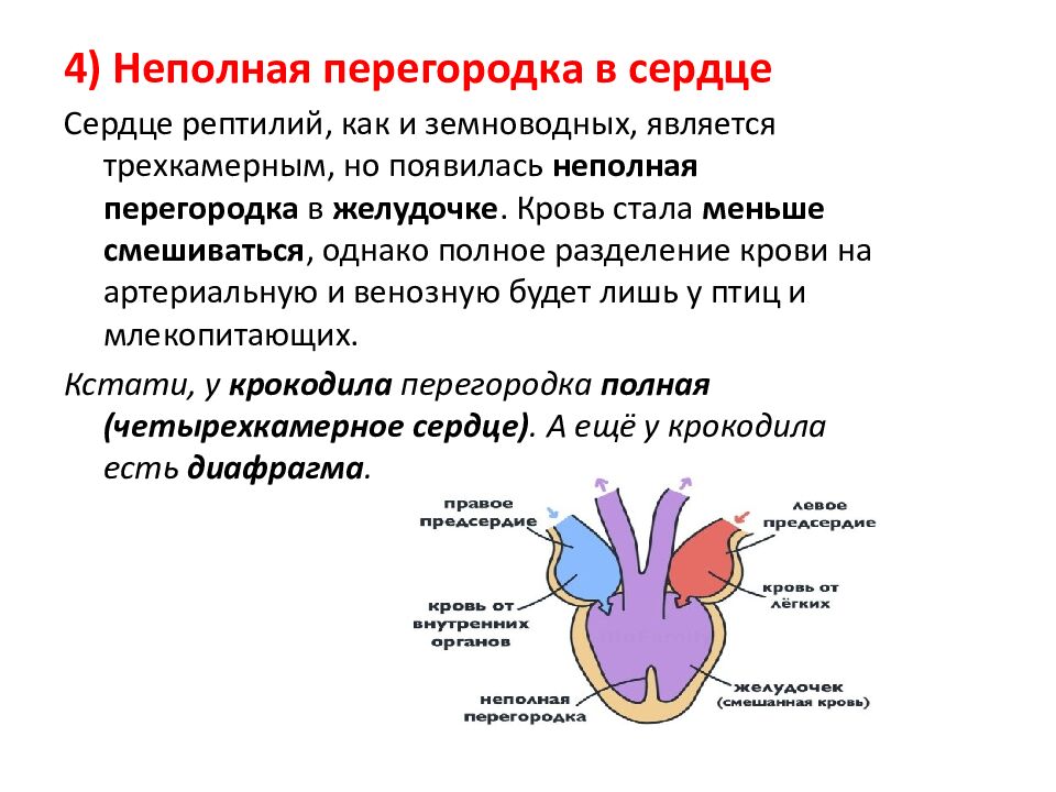 Ароморфозы пресмыкающихся