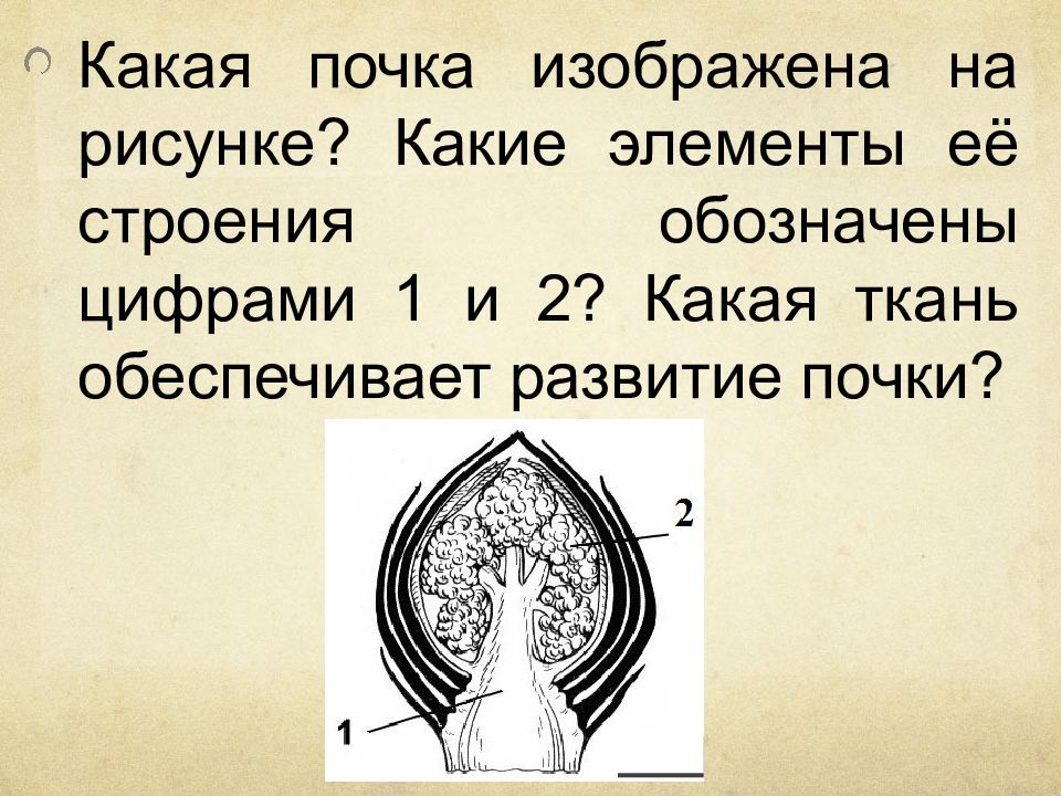 Буквы на рисунке обозначают людей. Какая ткань обеспечивает развитие почки. Какая почка изображена на рисунке какие элементы. Какая почка изображена на рисунке какие элементы ее строения. Какая растительная почка изображена на рисунке.