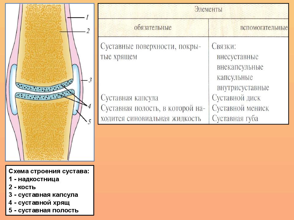 Суставные поверхности. Основные элементы сустава. Схема строения сустава. Перечислите основные элементы сустава. Вспомогательные элементы сустава.