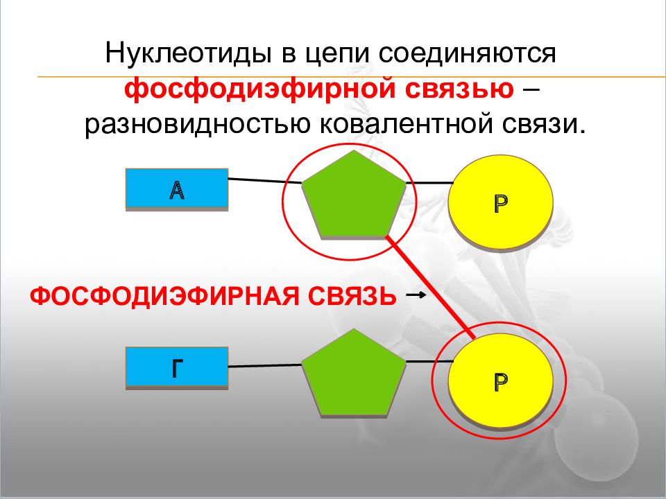 Нуклеотид в цепи рнк. Соединение нуклеизодов. Цепочка нуклеотидов. Нуклеотиды соединяются между собой. Соединение нуклеотидов между собой.