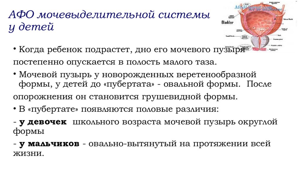 Презентация анатомо физиологические особенности мочевыделительной системы