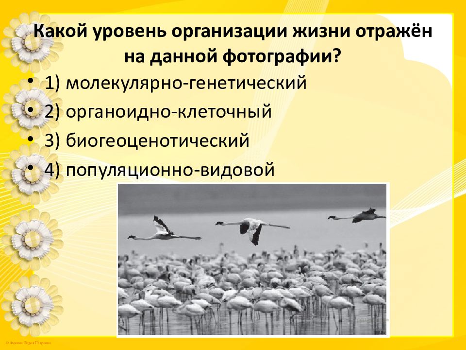 Какой уровень организации жизни отражен на данном рисунке