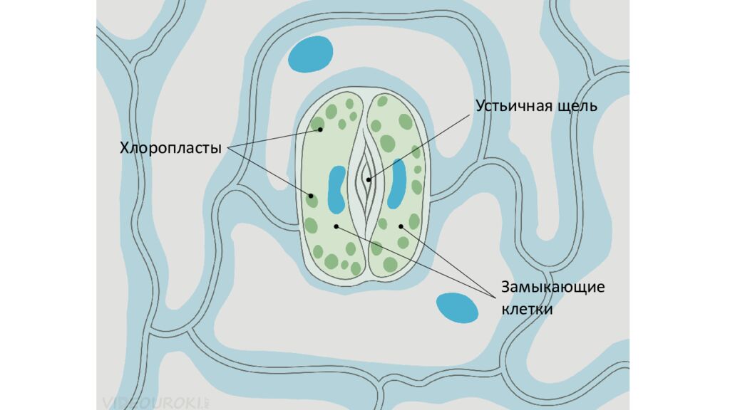 Особенности внешнего и внутреннего строения листа