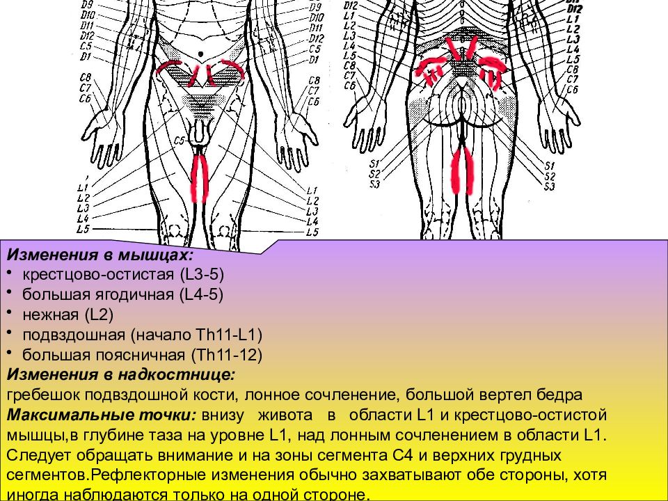 Рефлекторно сегментарный массаж схема