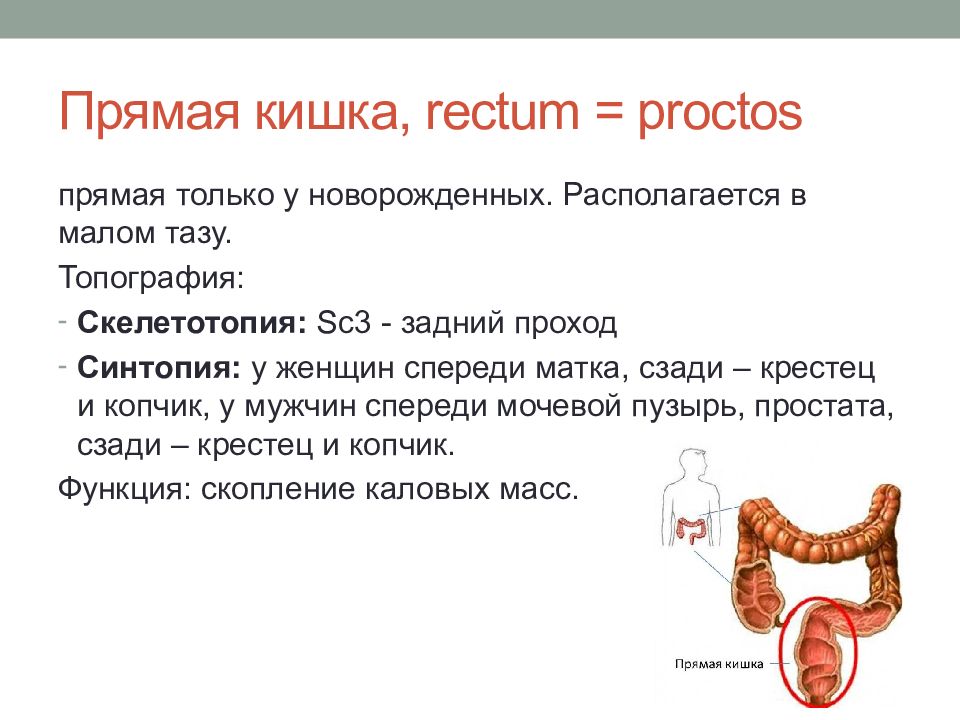 Презентация по тонкой кишке