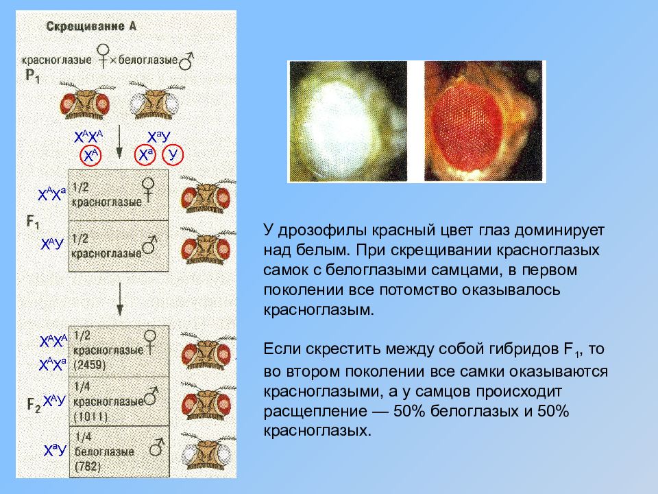 При скрещивании самки дрозофилы