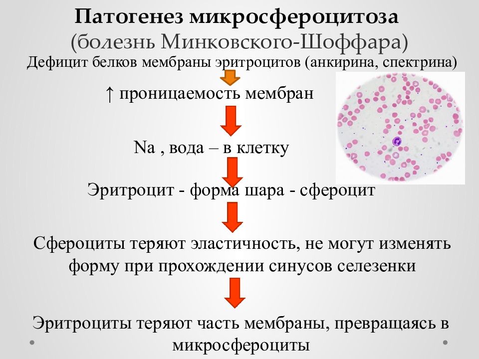 Патофизиология системы крови презентация